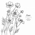 Premium Vector | Cosmos flower drawings.