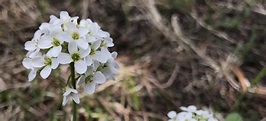 Alpine Pennycress | Colorado's Wildflowers