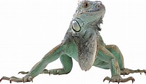 Lizard PNG transparent image download, size: 2595x1506px
