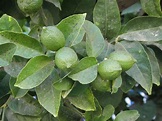 Citrus × limon (L.) Osbeck | Plants of the World Online | Kew Science