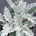 Dusty Miller Dusty Miller 'Silver Dust' from Saunders Brothers Inc