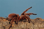 Tarántula goliat, la araña más grande del mundo - National Geographic ...