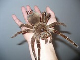 Goliath Birdeater (Theraphosa blondi): Facts, Identification & Pictures