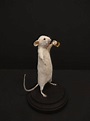 Ratón taxidermia taxidermia pícara antropomórfico rareza | Etsy