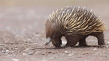 Fun Facts About Cute Animals – Echidna Edition | Explore | Awesome ...