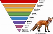 Taxonomic rank - Wikipedia