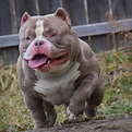 HOW TO BECOME A SUCCESSFUL AMERICAN BULLY BREEDER - BULLY KING Magazine ...