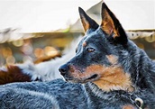 Australian Cattle Dog Breed Information & Characteristics | Daily Paws