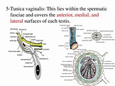 PPT - Inguinal Canal PowerPoint Presentation, free download - ID:2931177