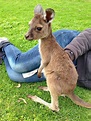 [42+] Baby Kangaroo Wallpapers | WallpaperSafari
