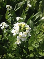 Alpine Pennycresss | Colorado's Wildflowers