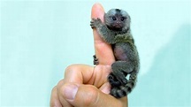 Los 9 animales más pequeños del mundo - YouTube