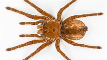 Curiosidades de la araña Goliat, la más grande del mundo – Noticieros ...