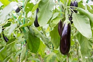 Eggplant Growing Guide | Tui | Prepare, Plant, Nourish