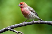 Finch Symbolism & Meaning (+Totem, Spirit & Omens) | World Birds