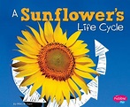 Explore Life Cycles: A Sunflower's Life Cycle (Hardcover) - Walmart.com ...