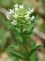 Thlaspi arvense (Field Pennycress): Minnesota Wildflowers