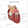 What Causes Heart Murmurs In Puppies