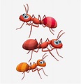 Ants Hormiga Dibujos, Animalitos Infantiles, Dibujos - 3 Hormigas ...