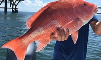 Alabama will manage recreational red snapper seasons for 2018, 2019