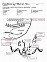 Protein Synthesis Diagram Worksheets | Biology worksheet, Transcription ...