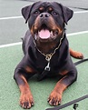 Roman Rottweiler - Your Complete Guide To The Largest Rottweiler Breed ...