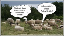 Die Schafskälte – Wenn der Sommer noch einmal geht - Medienwerkstatt ...