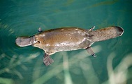 Why Is the Platypus a Mammal? | Britannica