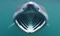 El tiburón peregrino: el segundo pez más grande del mundo - Tiburonalia