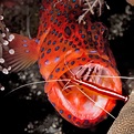 Cleaner Shrimps Facts | Crustaceans Species | DK Find Out