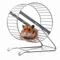 A New Season of Insights: The Hamster Wheel