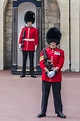 Buckingham Palace guard Stock Photo 01 free download