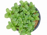 Indoor Peppermint Plant Care – How To Grow Peppermint Inside