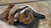 Baby giant anteater born at Beardsley Zoo