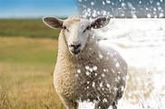 Schafskälte im Juni | Industrieverband Agrar