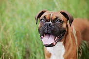 Boxer : Infos, Conseils, Avis… Tout savoir sur cette race de chien