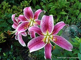 Lilies Of The Field Photograph by Lingfai Leung