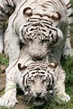 Mating White Tigers Stock Photo - Download Image Now - iStock