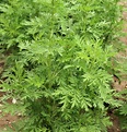 USA Product1000 SWEET WORMWOOD Artemisia Annua Sweet Annie Mugwort ...
