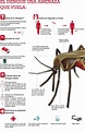 El dengue; una amenaza que vuela (Infografía) – Agua.org.mx