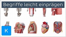 Wie man sich anatomische Begriffe leicht einprägt - Anatomie des ...