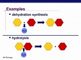 Chapter 8 Metabolism Enzymes AP Biology