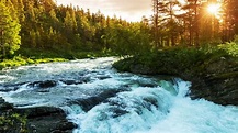 River Water Stream Between Green Trees Forest Rocks Sunbeam Scenery HD ...