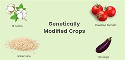 Genetically Modified Crops - The Science Bistro
