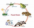 Food chain Definition and Examples - Biology Online Dictionary