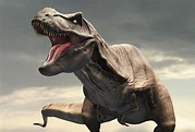 Tyrannosaurus rex had 'air-con' in its head - BBC News