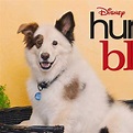 "Hund mit Blog": Disney Channel zeigt dritte Staffel ab Mitte Juni ...