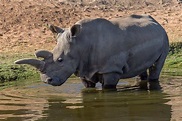 14 Facts About The Endangered Javan Rhino - FactsofIndonesia.com