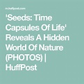 'Seeds: Time Capsules Of Life' Reveals A Hidden World Of Nature (PHOTOS ...