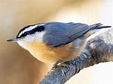 Red-breasted Nuthatch | Celebrate Urban Birds